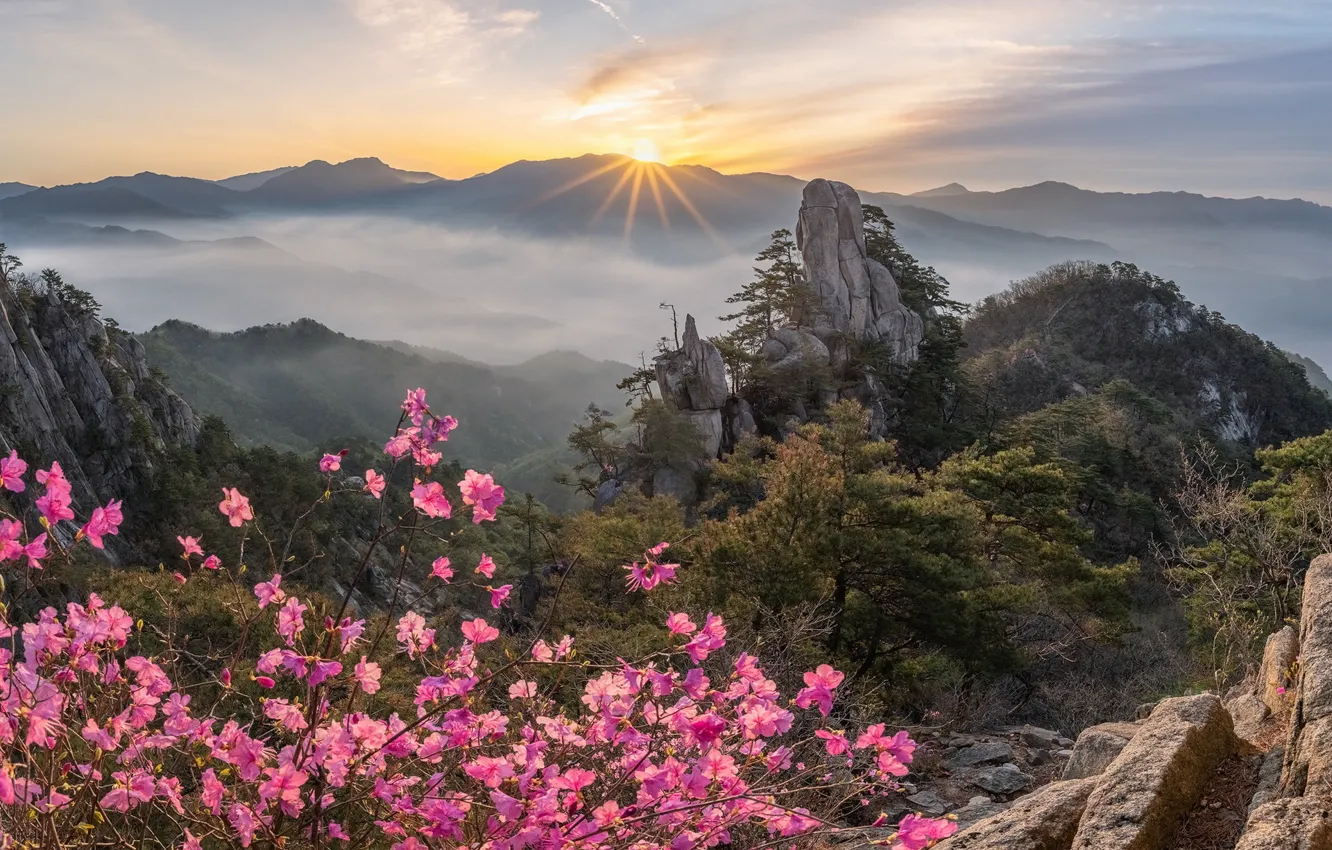 Photo wallpaper flowers, mountains, fog, rocks, dawn, height, rhododendrons