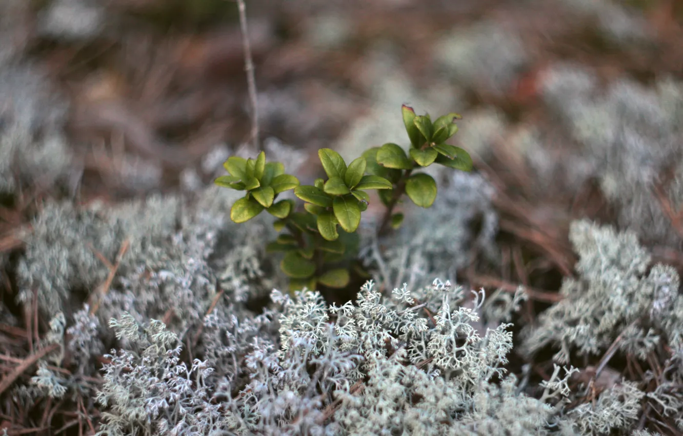 Photo wallpaper greens, forest, nature, green, Rostock, moss, Helios, Helios