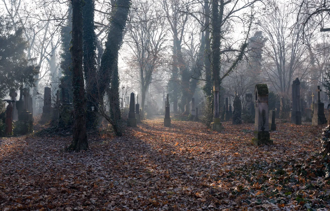 Photo wallpaper leaves, fog, cemetery
