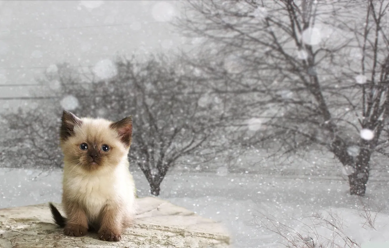 Photo wallpaper winter, cat, kitty