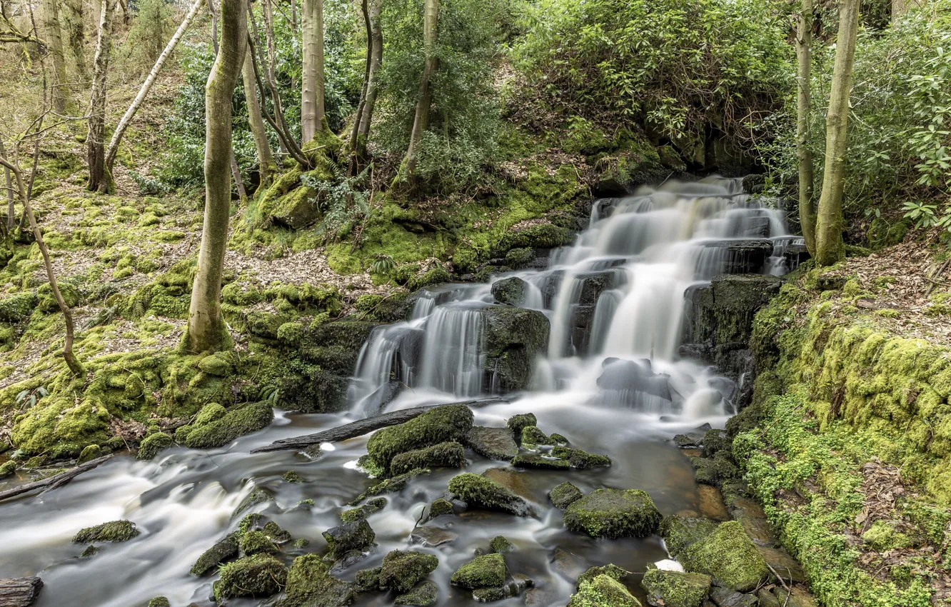 Photo wallpaper forest, water, stream