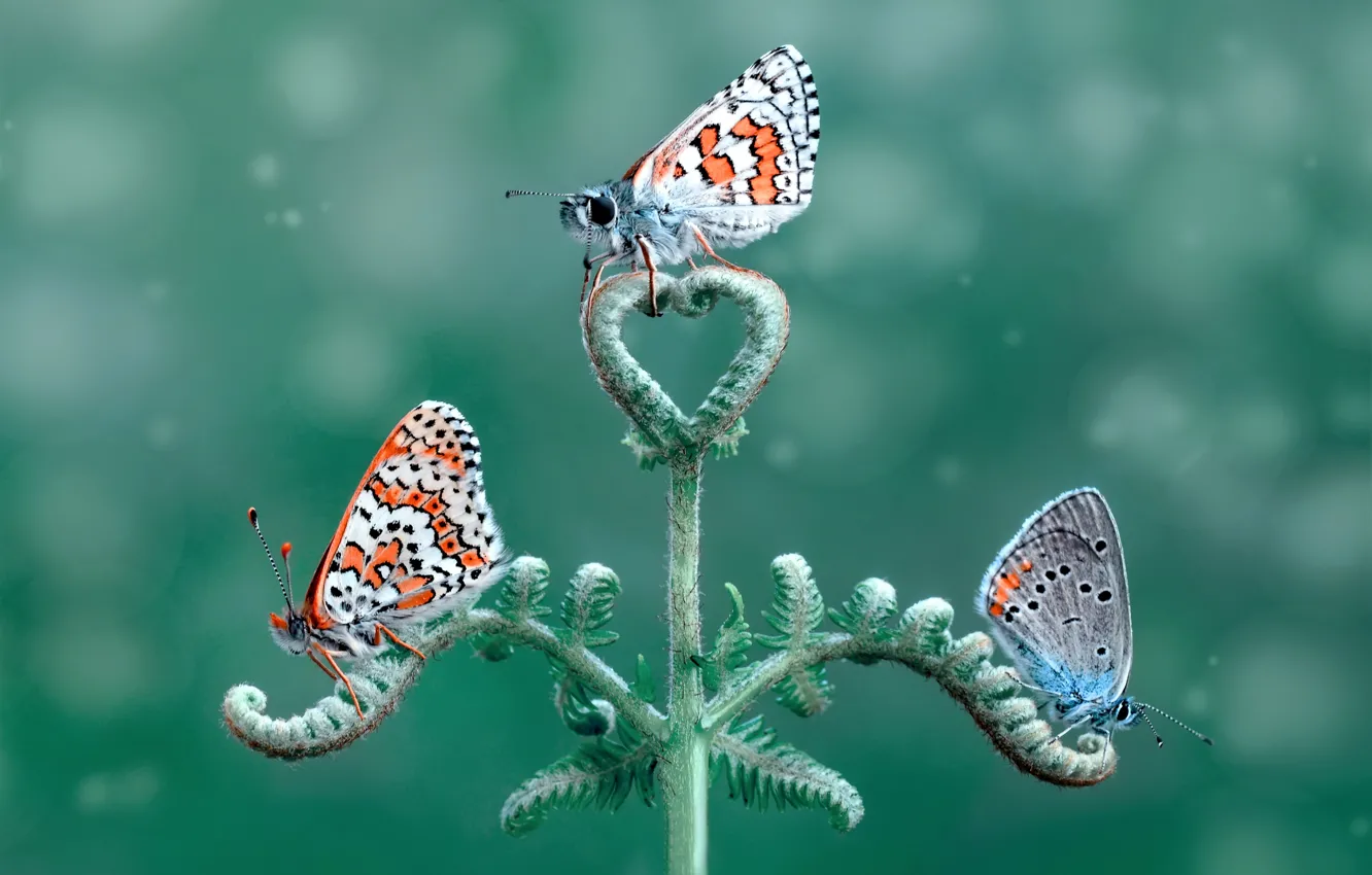 Photo wallpaper macro, butterfly, stem, insect