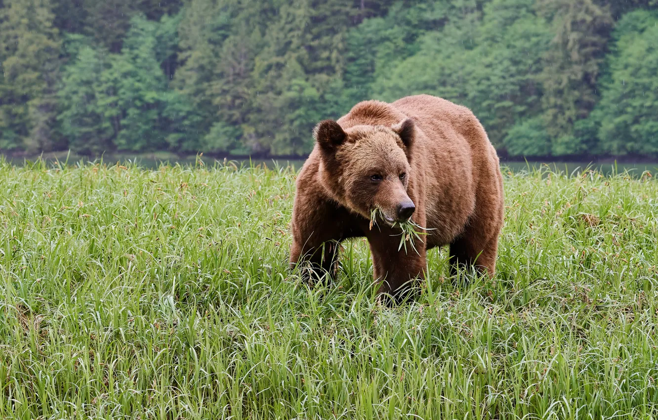 Photo wallpaper forest, grass, face, river, rain, shore, glade, wet