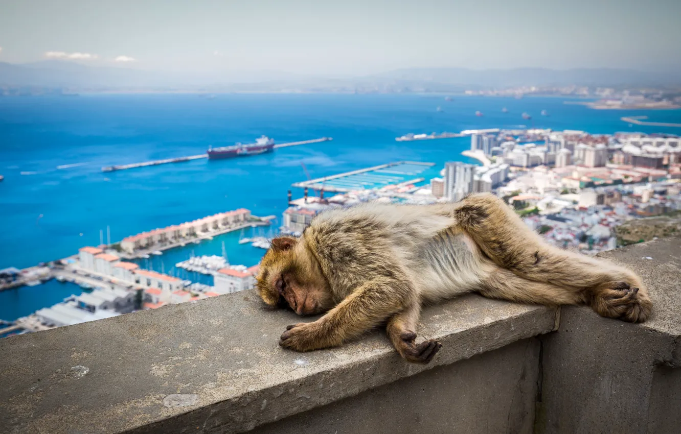 Photo wallpaper Monkey, Sleeping, UK, Animals, Gibraltar
