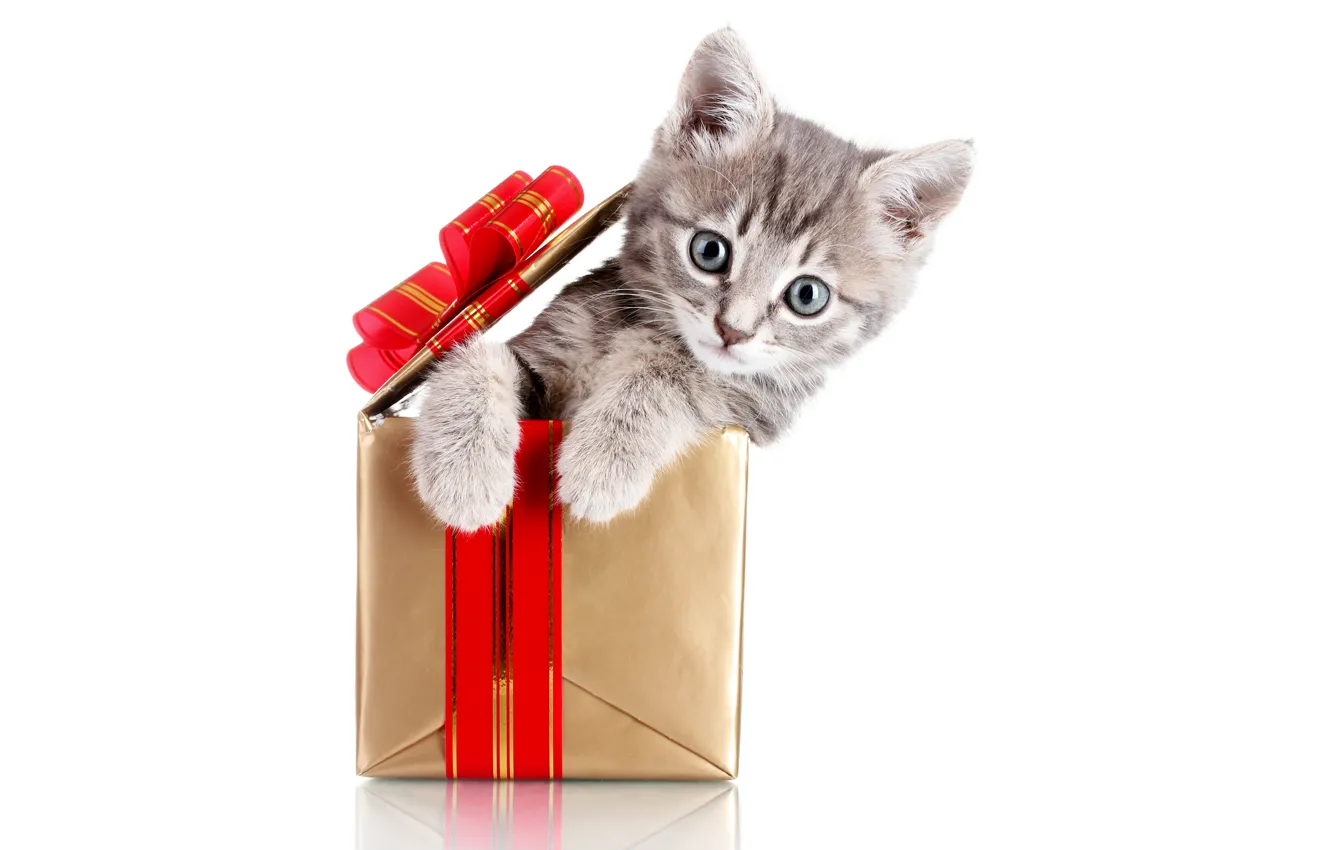 Photo wallpaper cat, animals, red, kitty, grey, holiday, box, gift