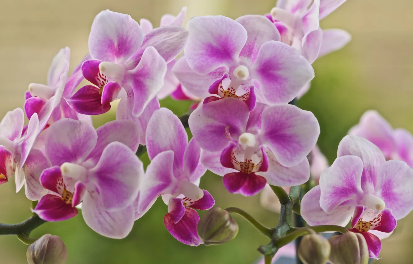Photo wallpaper flowers, petals, flowering, Orchid, pink and white