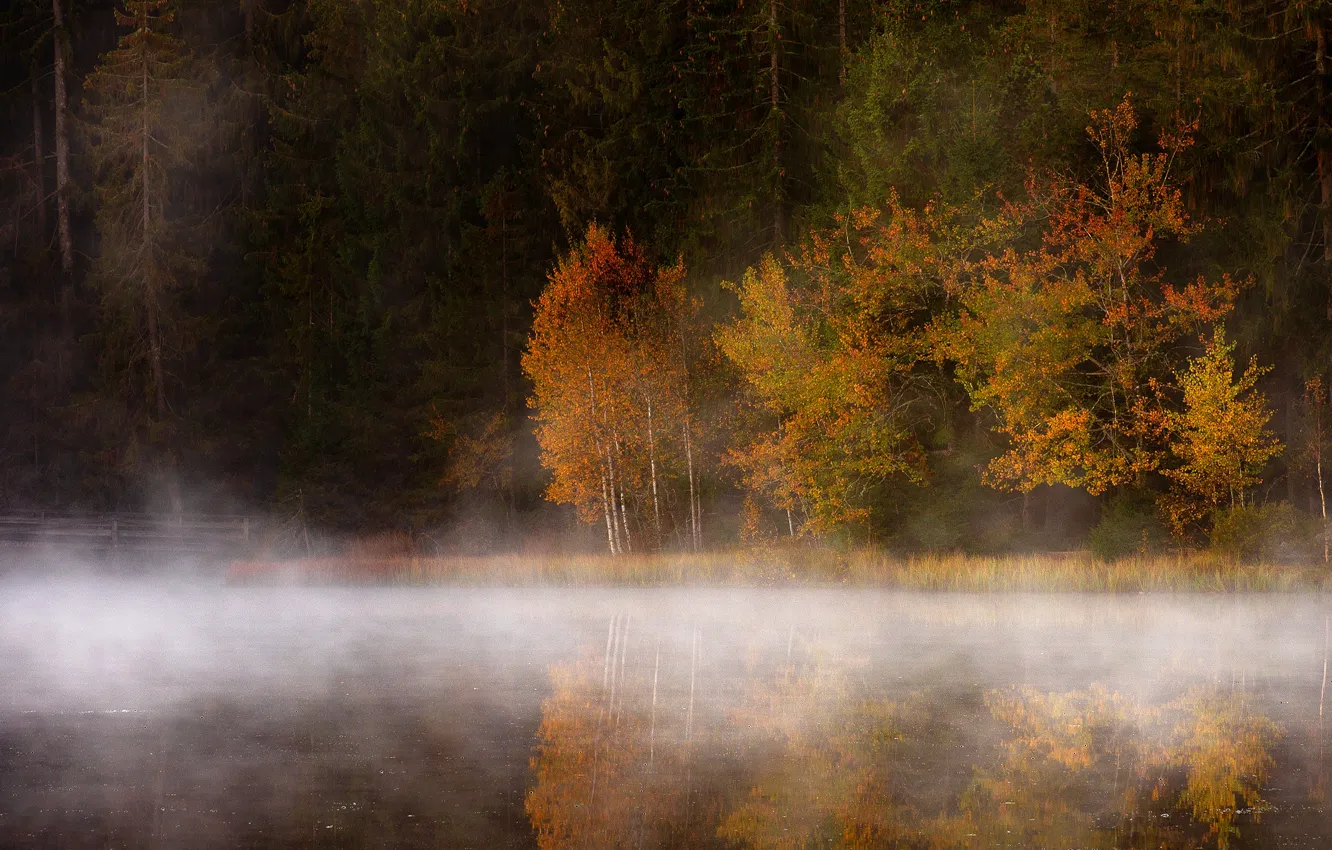 Photo wallpaper autumn, forest, light, trees, nature, fog, lake, river