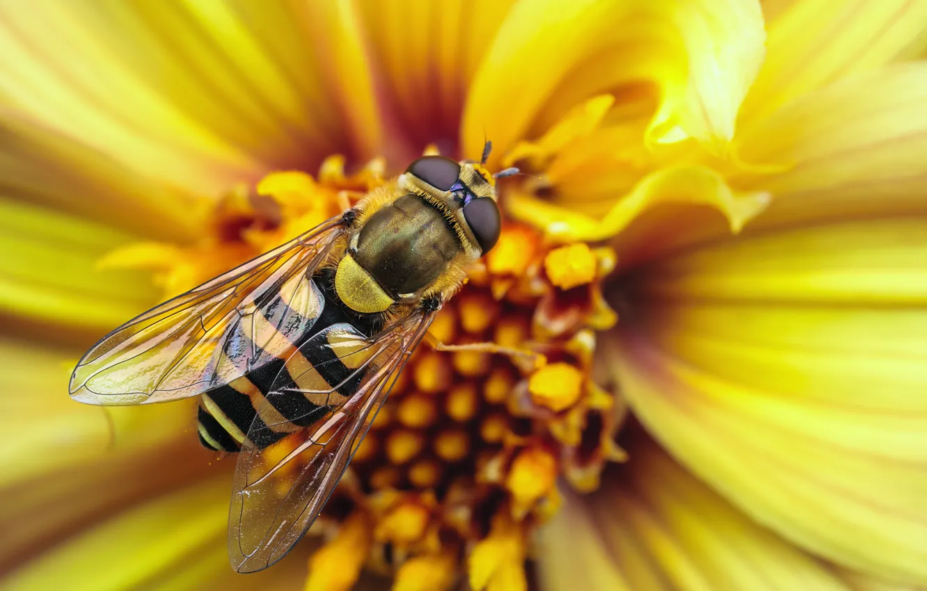 Photo wallpaper flower, macro, strips, yellow, strip, bee, OSA, wings