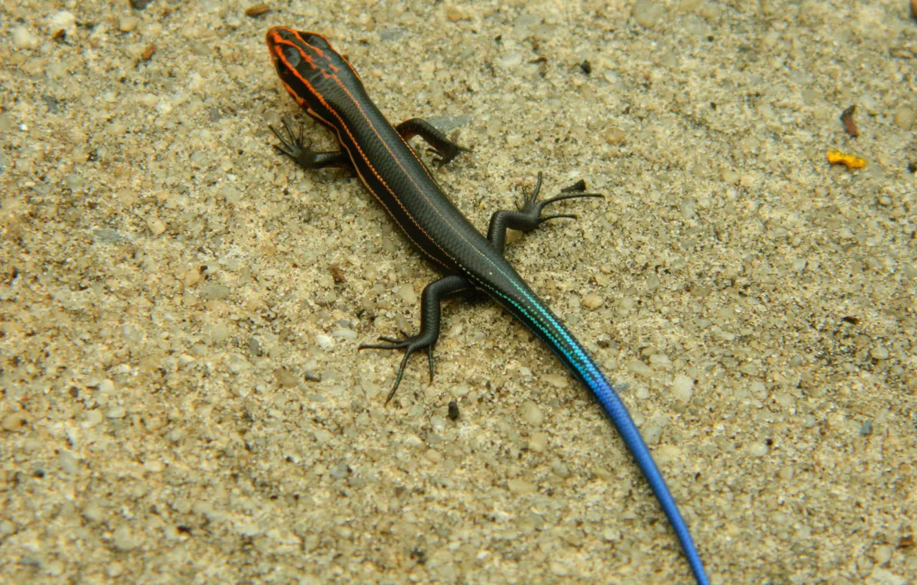 Photo wallpaper sand, scales, lizard