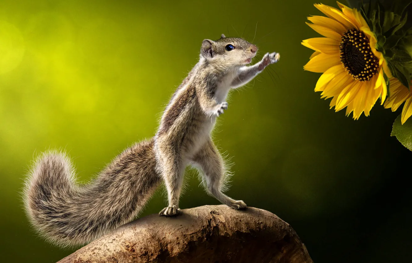 Photo wallpaper flowers, nature, pose, protein, animal, rodent