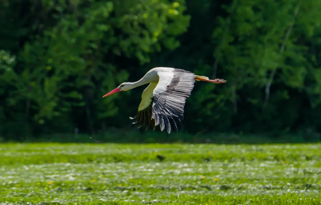 Photo wallpaper flight, bird, stork, photohunt