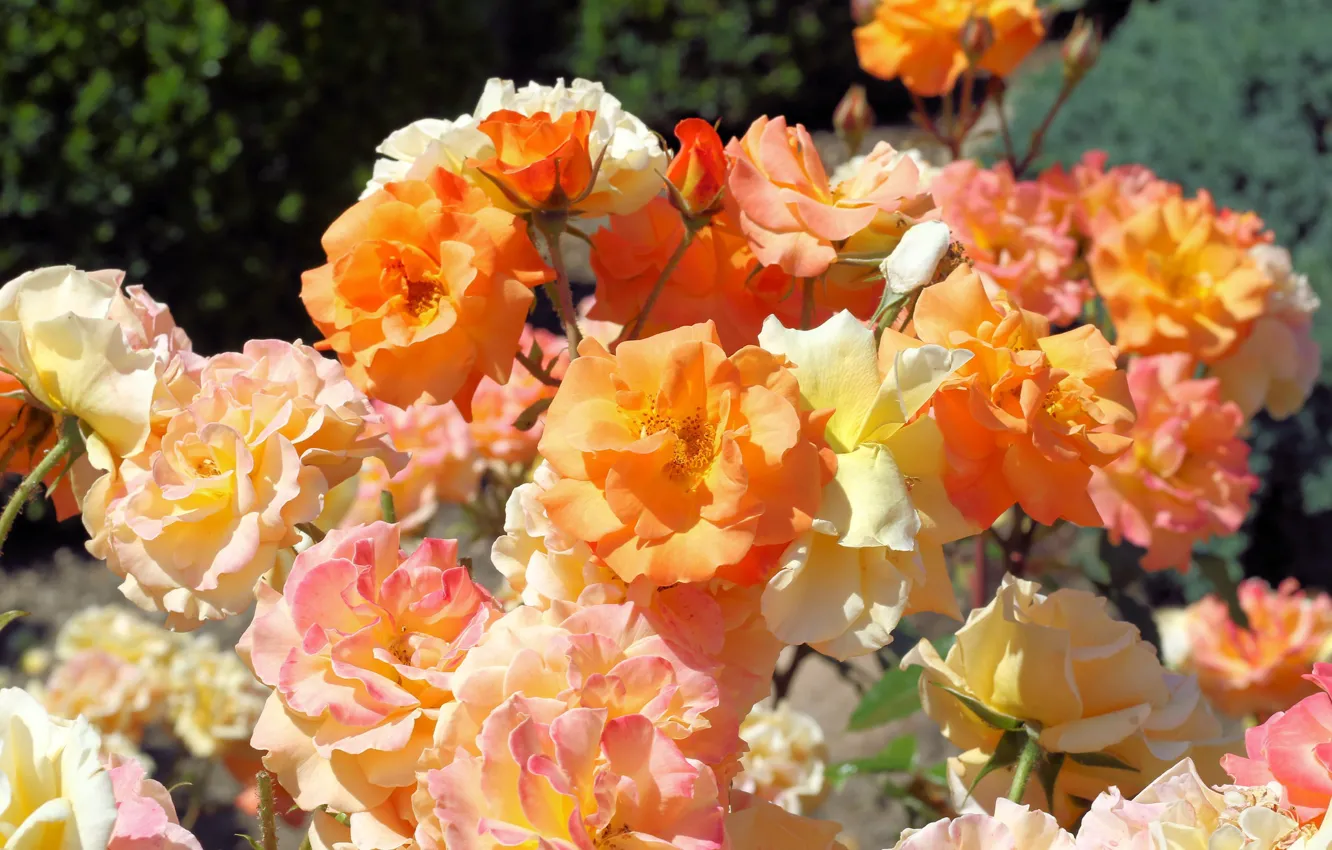 Photo wallpaper light, orange, yellow, roses, garden, a lot, rose Bush