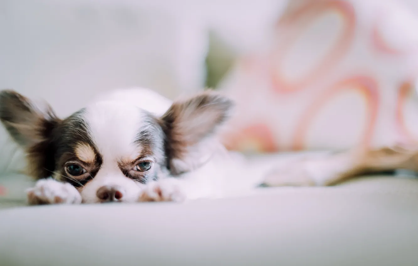 Photo wallpaper look, each, dog