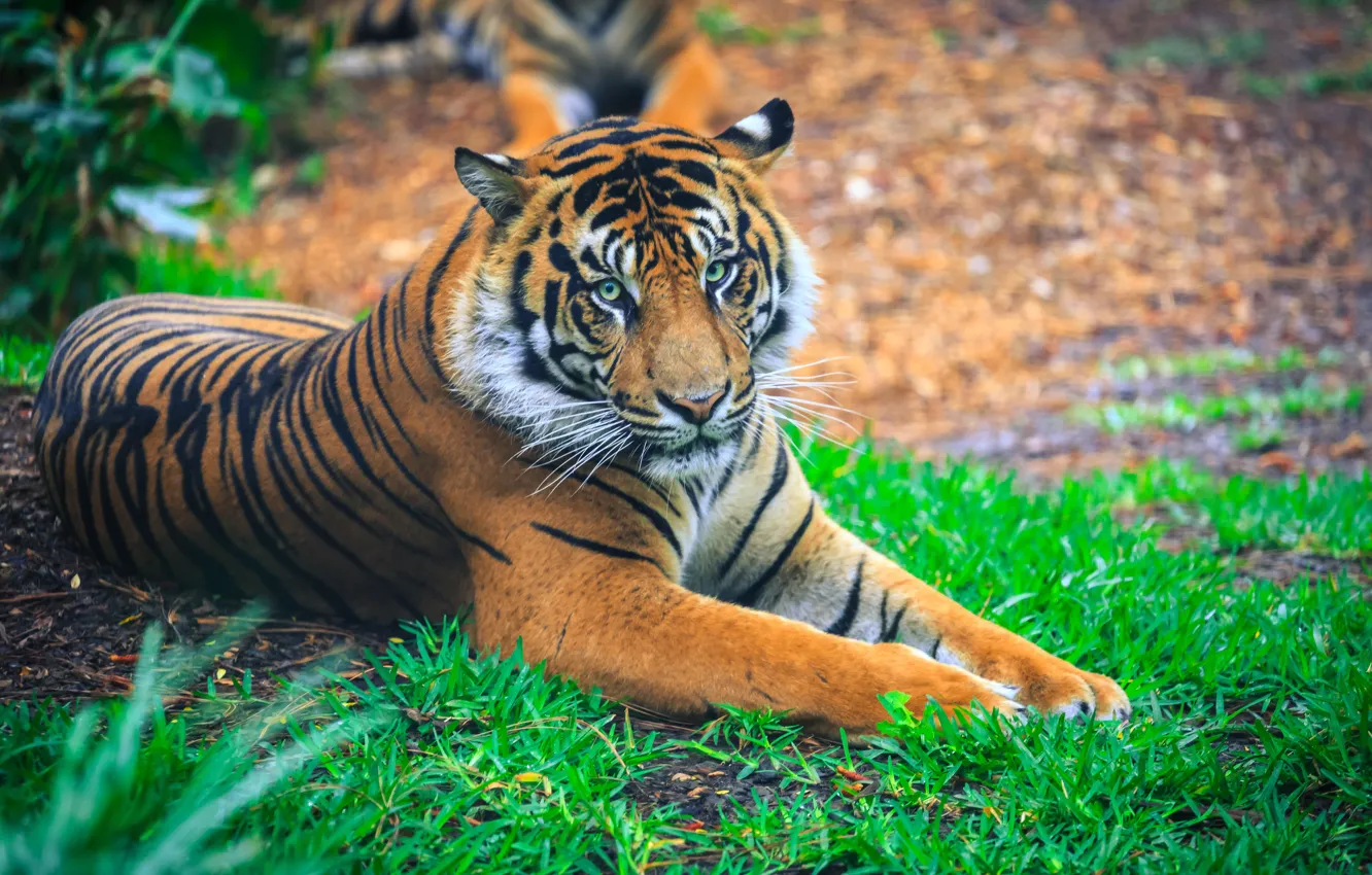 Photo wallpaper grass, look, tiger, glade, paws, lies