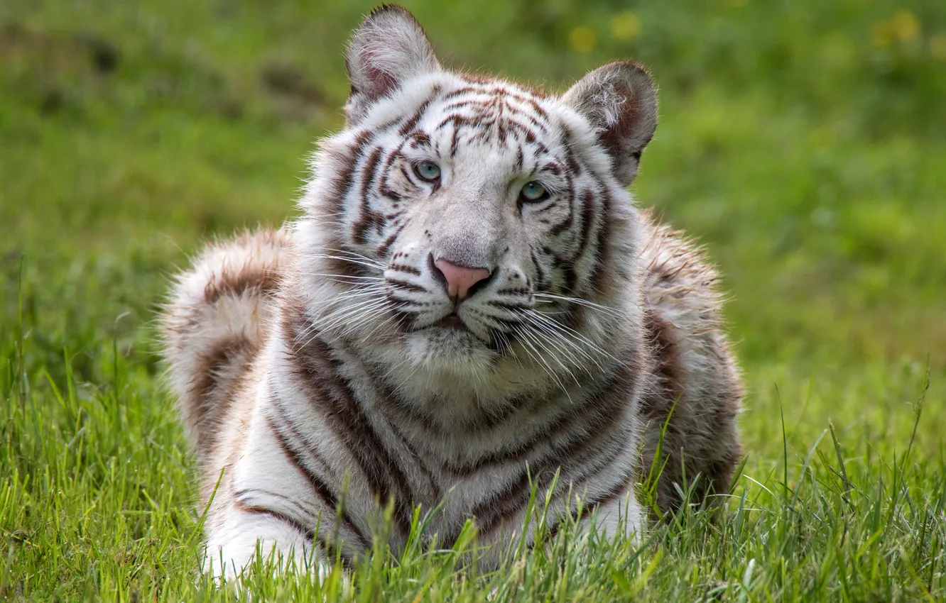 Photo wallpaper white, grass, look, face, tiger, glade, portrait, lies