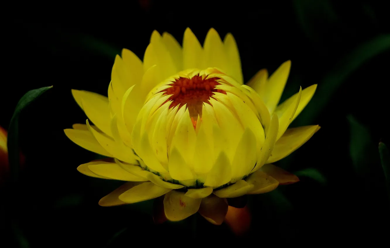 Photo wallpaper flowers, nature, background, petals