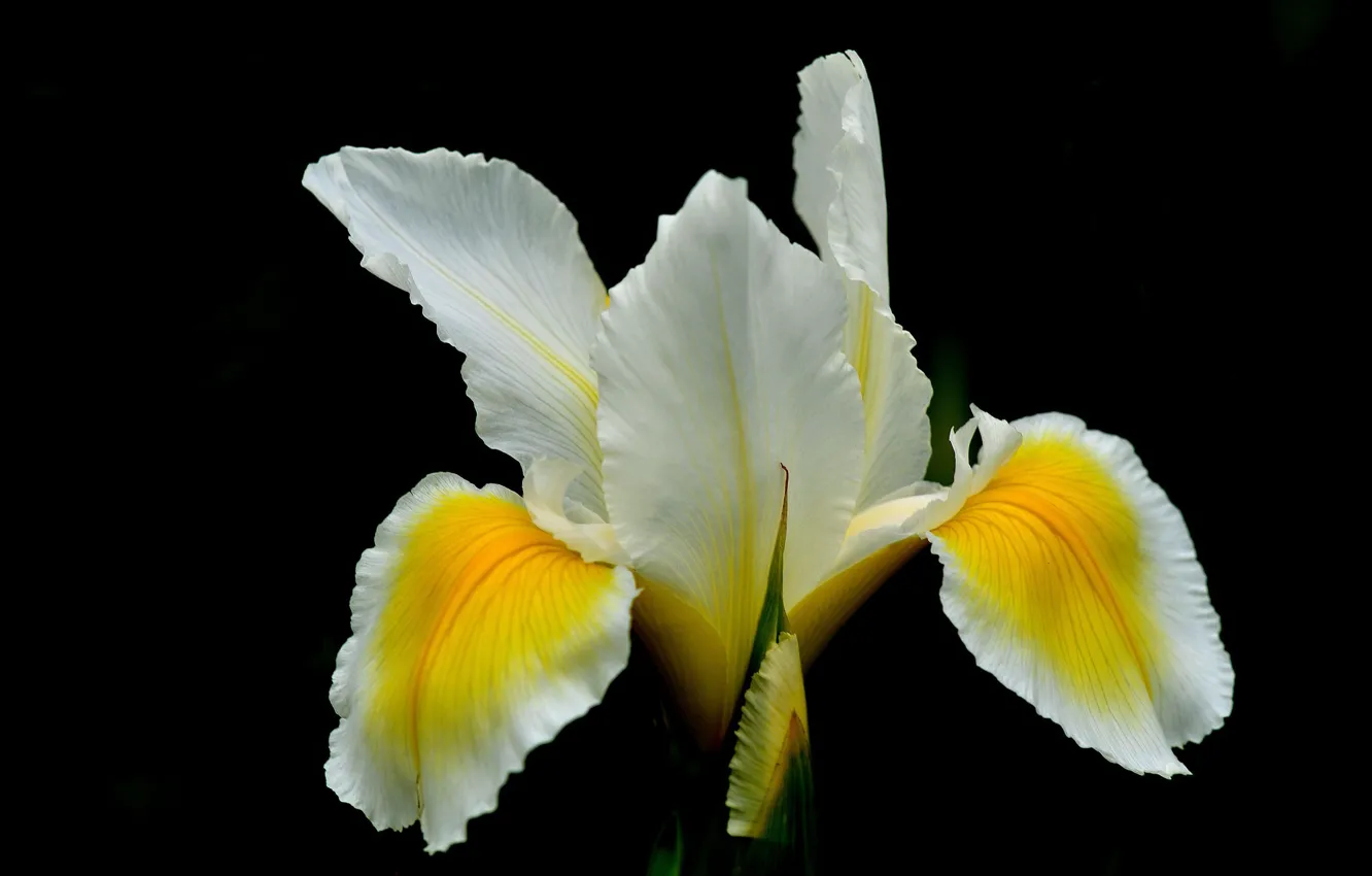 Photo wallpaper flowers, background, petals, iris