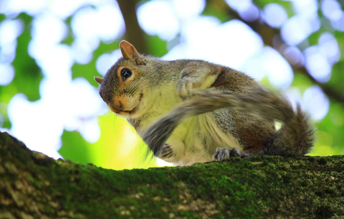 Photo wallpaper branches, moss, protein