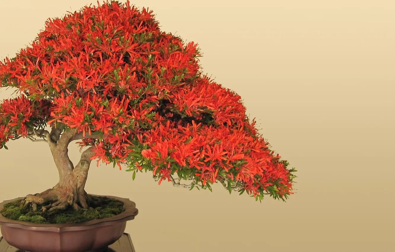Photo wallpaper trees, red, bonsai, pot, leaves