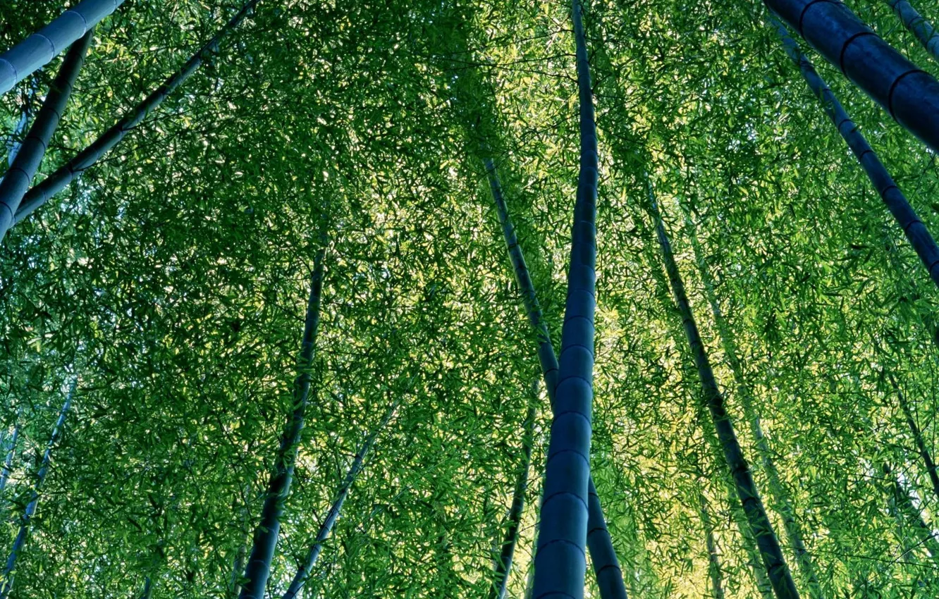 Photo wallpaper Leaves, Bamboo, Trunks