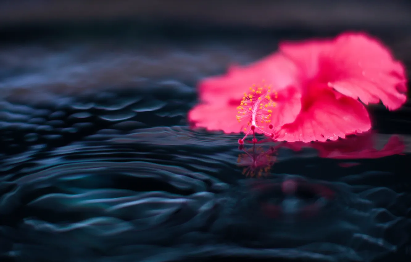 Photo wallpaper Flower, Water, Rain, RED, Drop