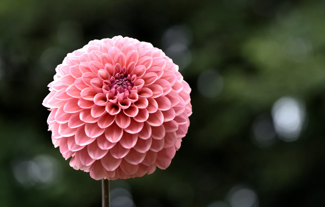 Photo wallpaper flowers, background, dahlias
