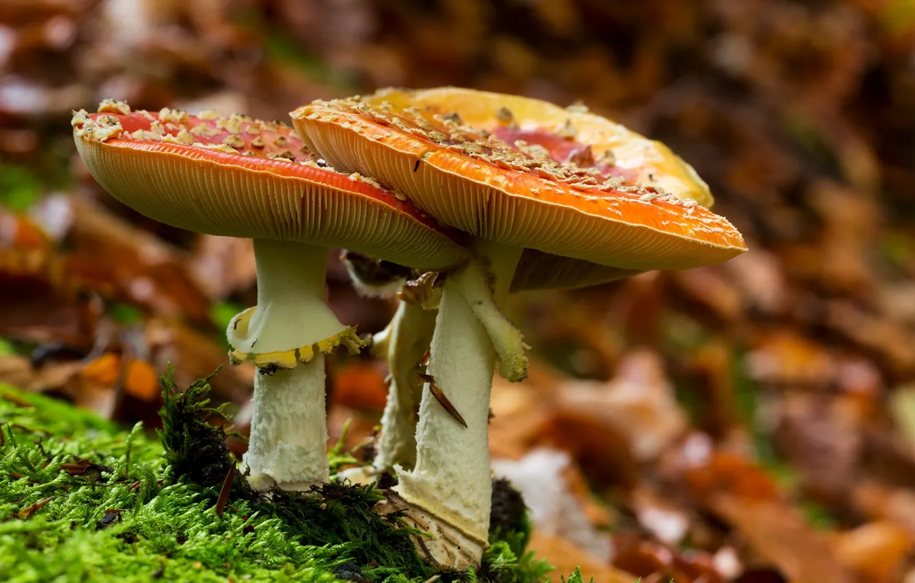 Photo wallpaper forest, nature, mushrooms