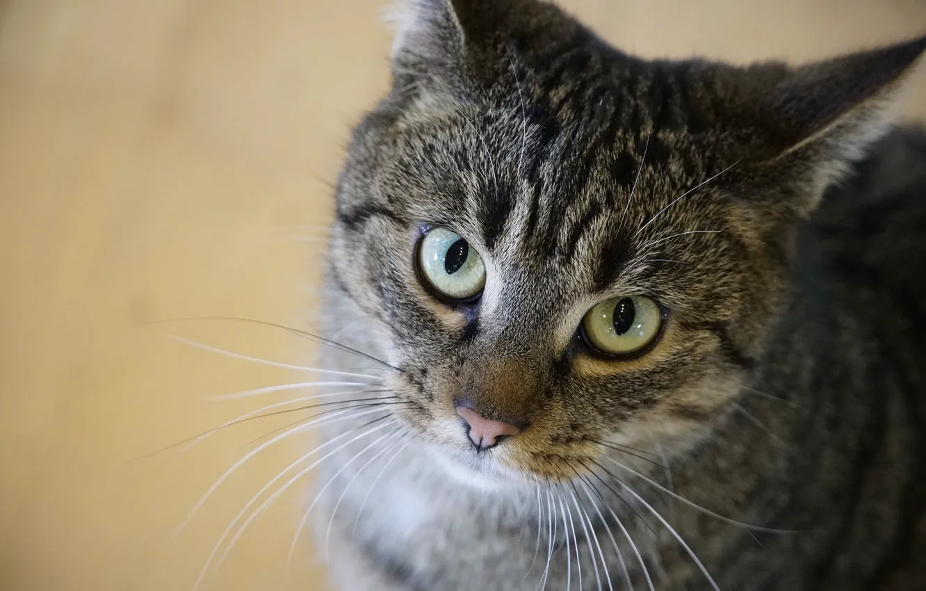 Photo wallpaper cat, face, green eyes