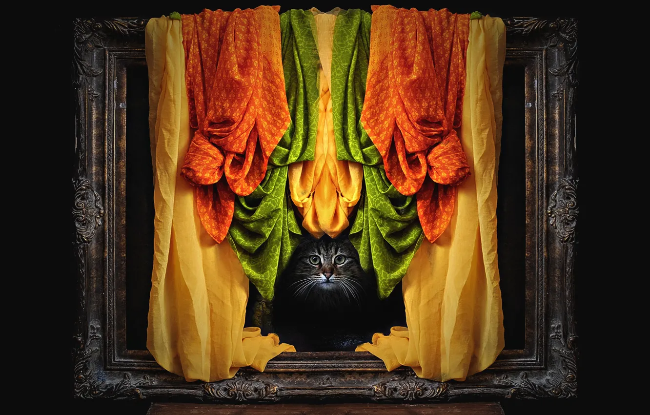 Photo wallpaper cat, cat, look, face, grey, frame, photoshop, orange