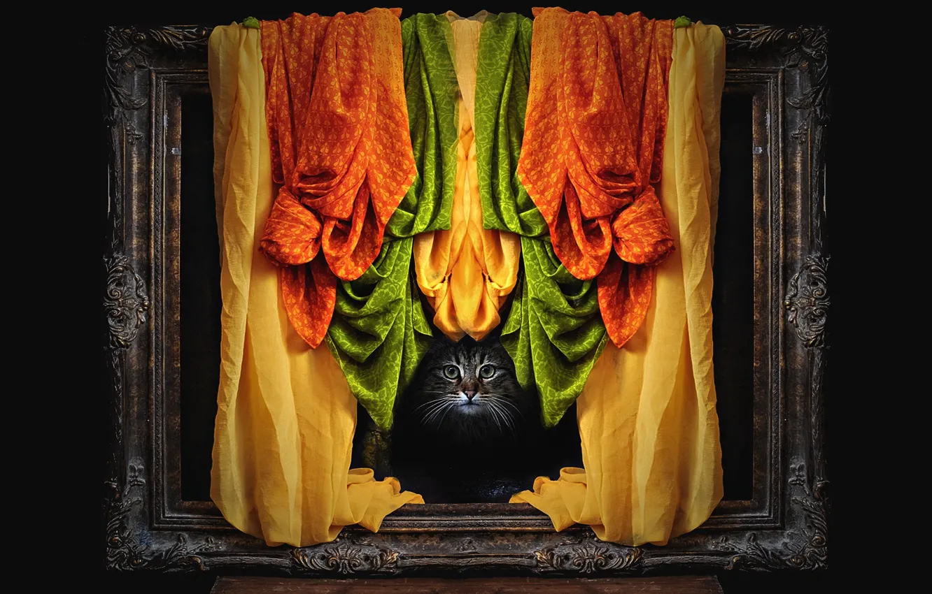 Photo wallpaper cat, cat, look, face, orange, yellow, green, grey