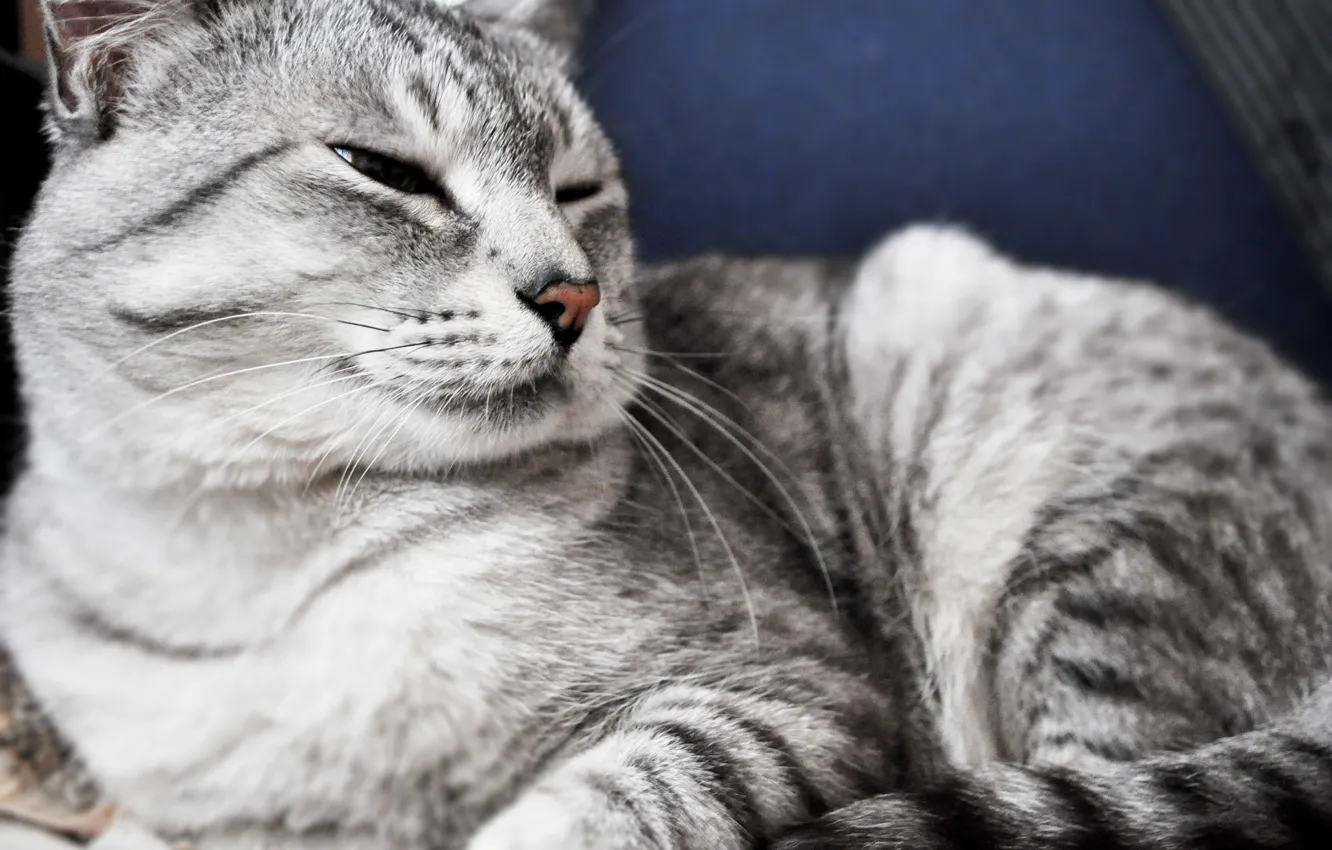 Photo wallpaper Cat, Animal, Grey