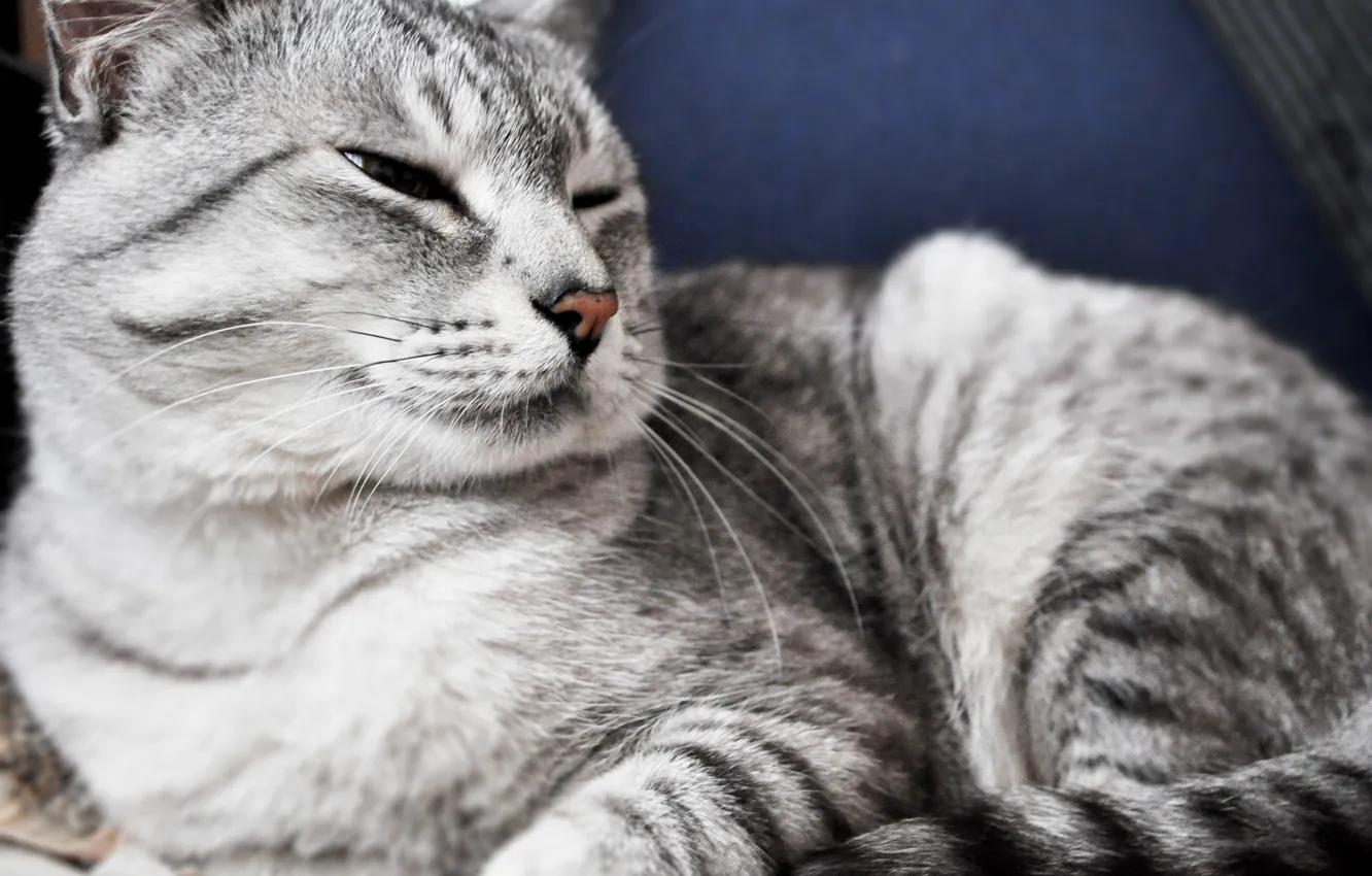 Photo wallpaper cat, grey, animal