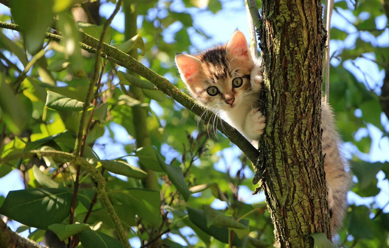 Photo wallpaper baby, kitty, on the tree