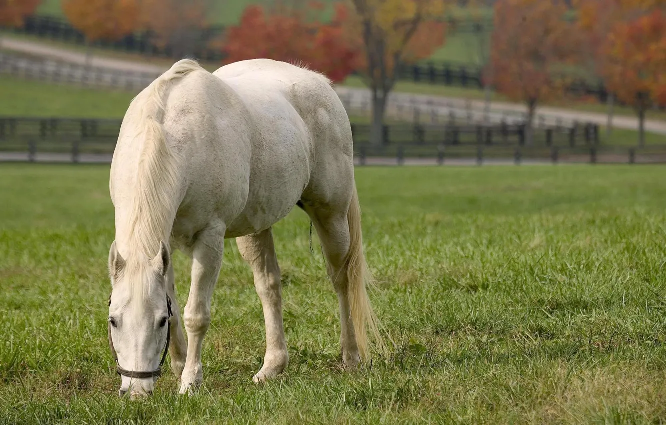Photo wallpaper summer, white horse, eating grass, white horse