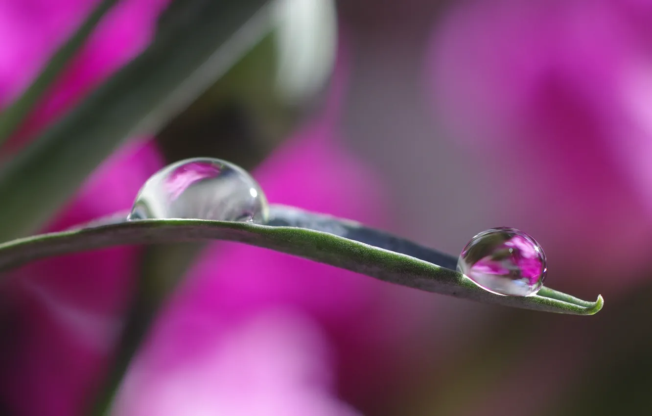 Photo wallpaper water, drops, macro, sheet, reflection, bokeh
