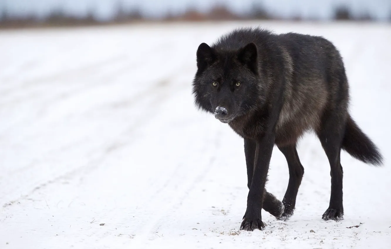 Photo wallpaper Predator, nature, animal, wolf, wildlife, portrait, portrait., Canis lupus. face