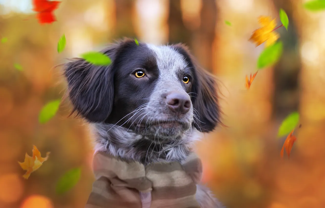 Photo wallpaper autumn, background, each, dog
