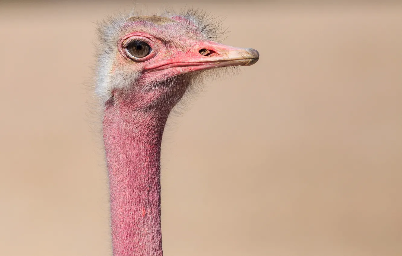Photo wallpaper background, bird, ostrich