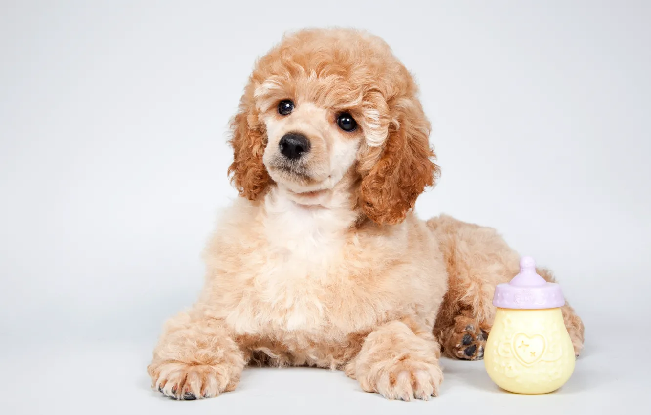 Photo wallpaper sweetheart, puppy, poodle