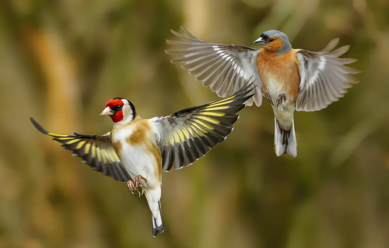 Photo wallpaper bird, wings, goldfinch, Chaffinch