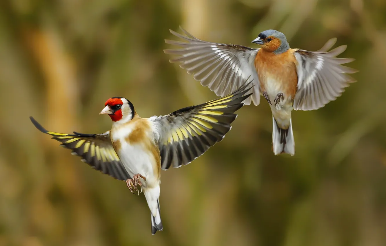 Photo wallpaper birds, wings, goldfinch, Chaffinch