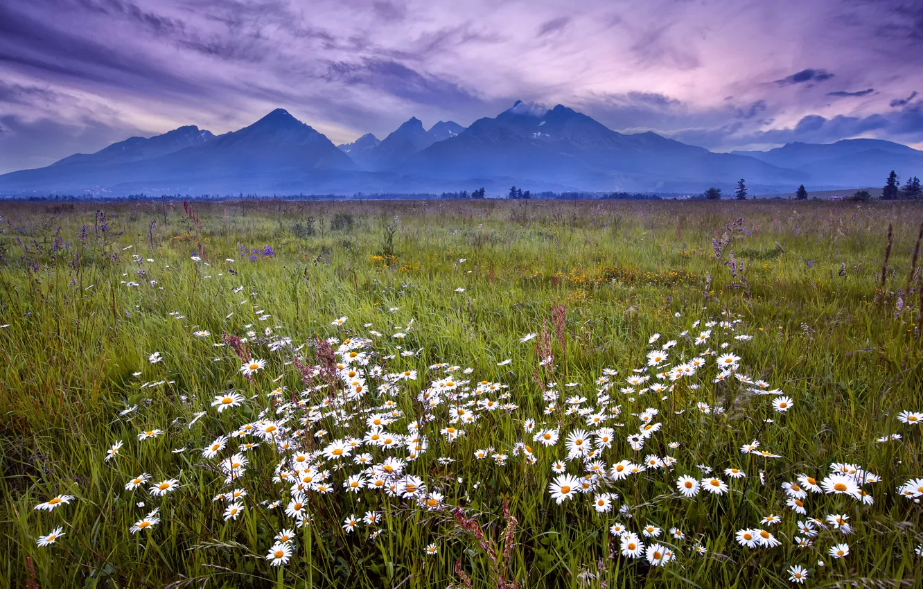 Photo wallpaper the sky, grass, landscape, flowers, mountains, clouds, chamomile, the evening