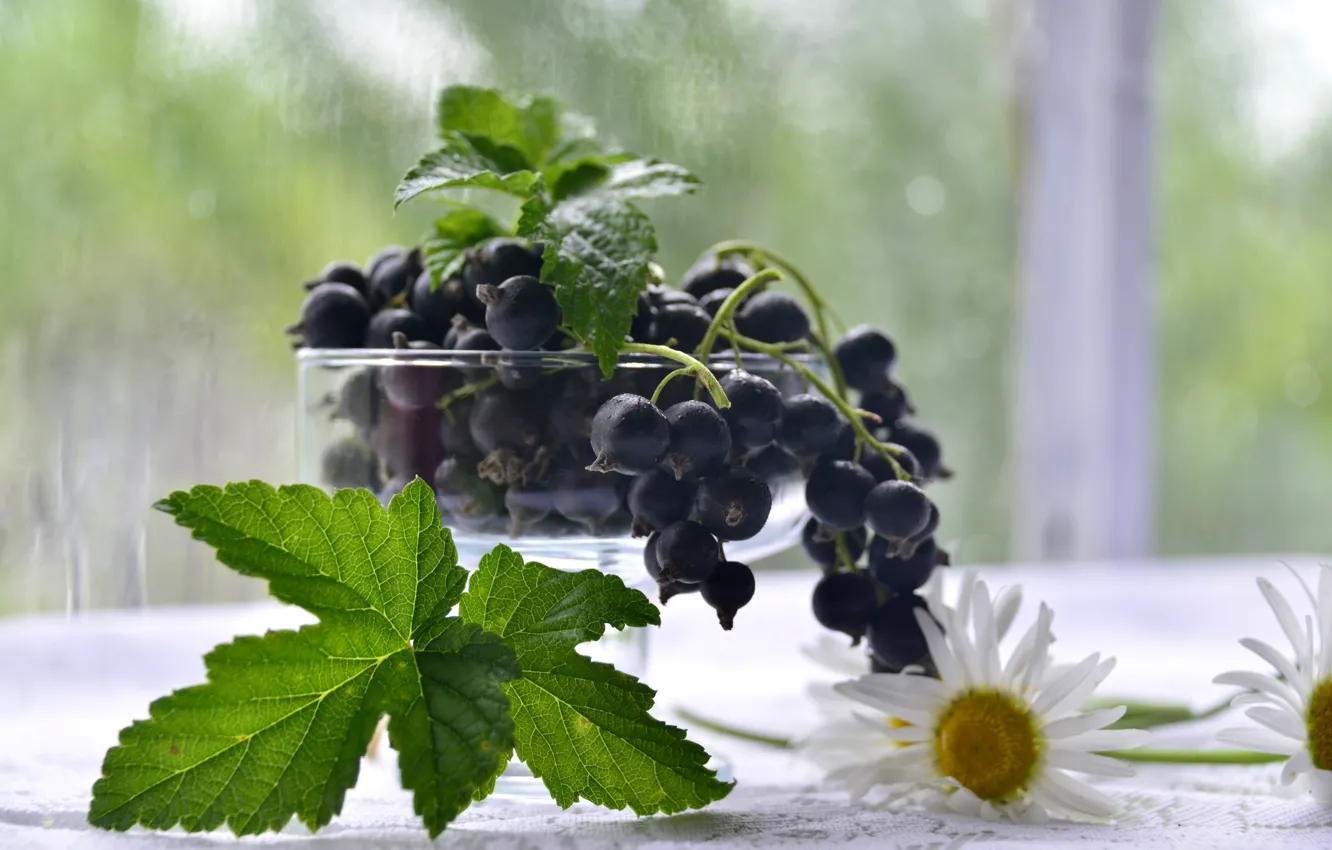 Photo wallpaper berries, chamomile, black, currants
