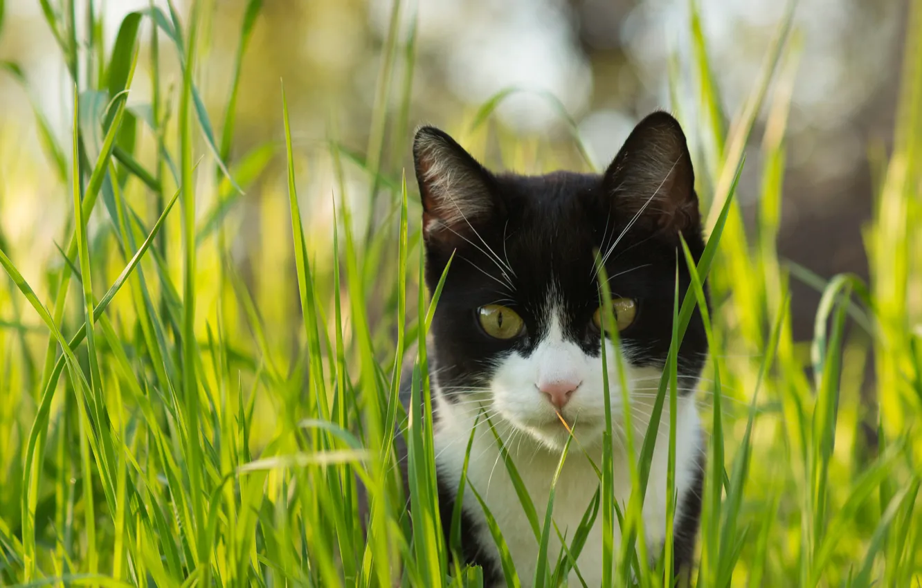 Photo wallpaper cat, grass, cat, look, black and white