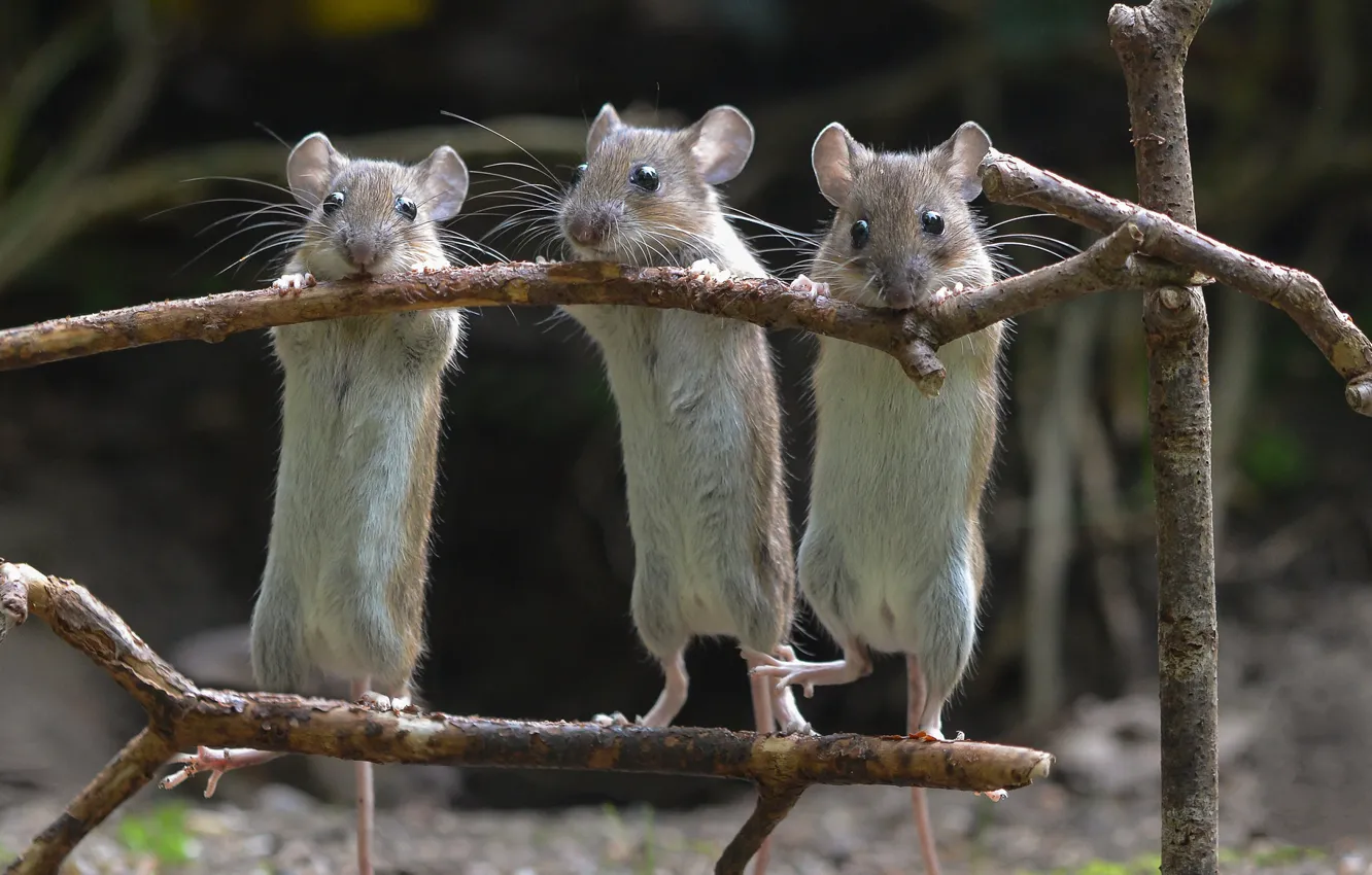 Photo wallpaper mouse, trio, Trinity