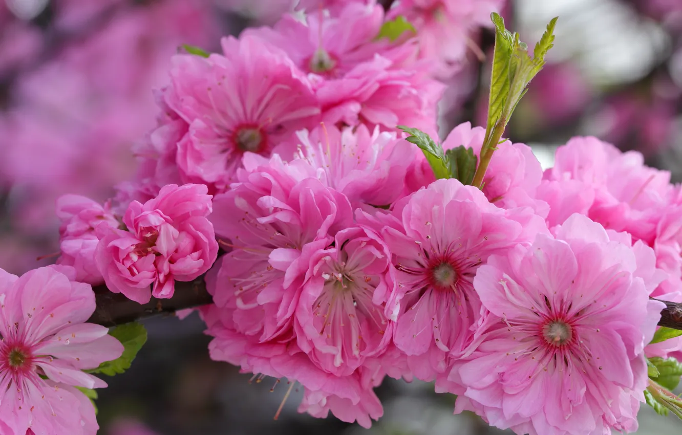 Photo wallpaper flowers, pink, flowering