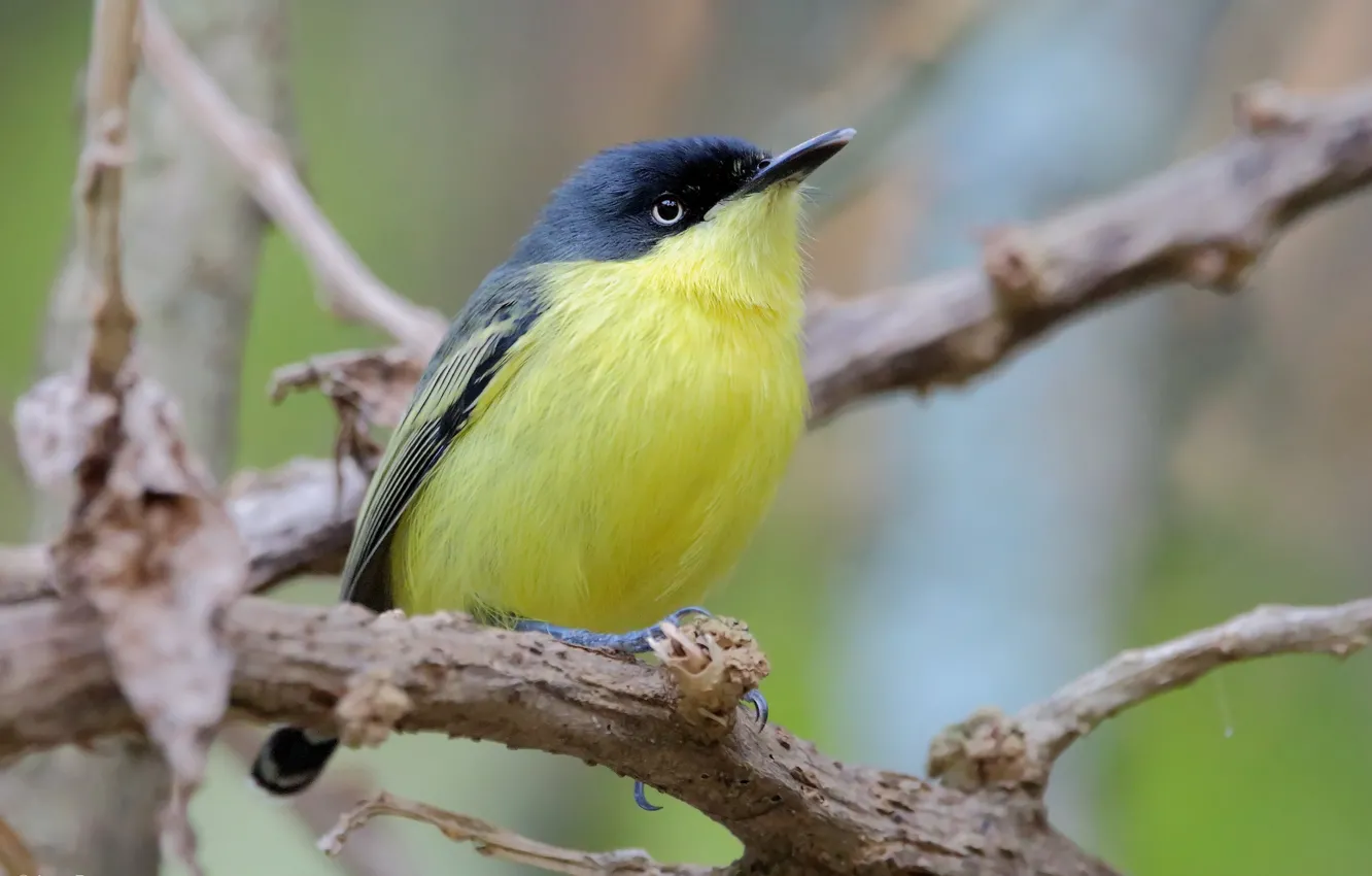 Photo wallpaper branches, bird, baby