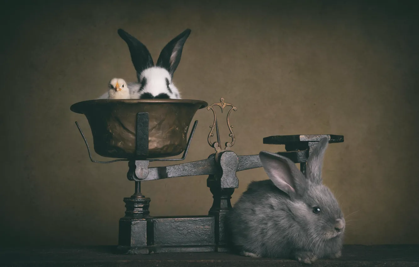 Photo wallpaper hare, rabbit, Libra