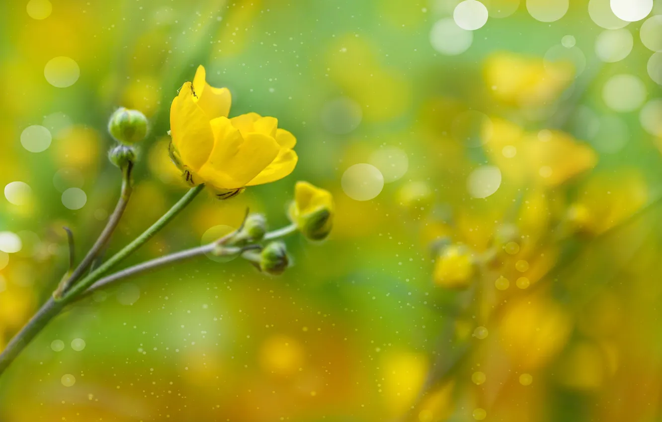 Photo wallpaper bokeh, Yellow flower, Yellow flower