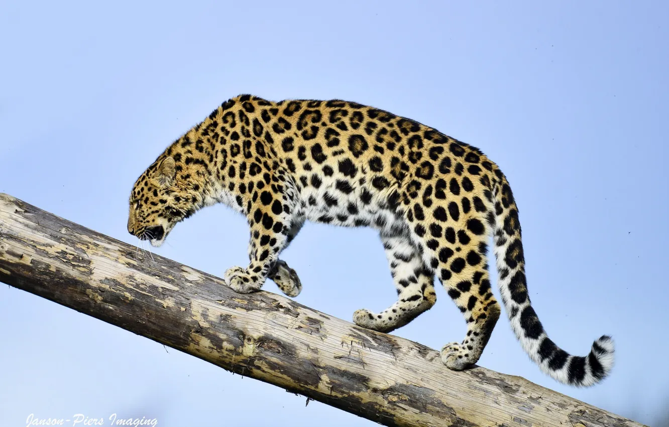 Photo wallpaper the sky, predator, profile, log, wild cat, the Amur leopard